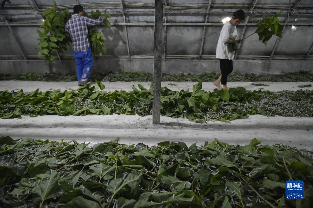 金沙网站带代号9什么来着